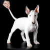 Photo №1. bull terrier - for sale in the city of Ufa | 976$ | Announcement № 34492