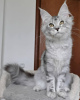 Photo №2 to announcement № 83495 for the sale of maine coon - buy in Italy breeder