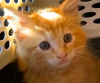 Photo №3. Healthy cute adorable Maine coon kittens available now for sell. Switzerland