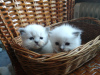 Photo №2 to announcement № 43184 for the sale of ragdoll - buy in Russian Federation from nursery, breeder