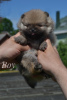 Additional photos: Pomeranian puppies from the kennel