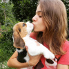 Photo №4. I will sell beagle in the city of Dusseldorf. private announcement - price - 380$