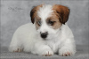 Photo №2 to announcement № 9564 for the sale of jack russell terrier - buy in Russian Federation from nursery