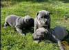 Photo №1. american staffordshire terrier - for sale in the city of Seaford | 500$ | Announcement № 89884