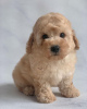 Photo №2 to announcement № 124481 for the sale of poodle (toy) - buy in Canada breeder