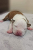 Additional photos: American Staffordshire Terrier puppies