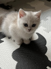 Photo №4. I will sell british shorthair in the city of Warsaw. breeder - price - 497$