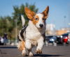 Photo №1. welsh corgi - for sale in the city of Москва | negotiated | Announcement № 121318