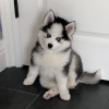 Photo №1. siberian husky - for sale in the city of Košice | negotiated | Announcement № 109386