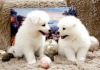 Photo №3. Samoyed puppies. Russian Federation