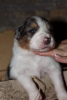 Photo №2 to announcement № 101997 for the sale of australian shepherd - buy in Serbia 