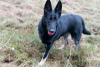 Photo №3. VEO Eastern Shepherd Puppies. Lithuania