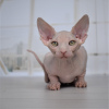 Additional photos: Purebred Canadian Sphynx kittens from the cattery