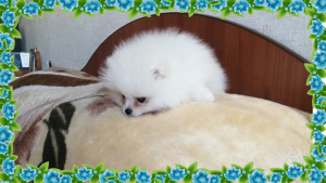 Additional photos: Mini Pomeranian Spitz RKF.