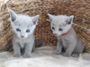 Photo №1. russian blue - for sale in the city of Frankfurt | 370$ | Announcement № 112422