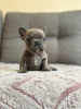 Photo №1. french bulldog - for sale in the city of Ostrava | negotiated | Announcement № 115368