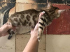 Photo №2 to announcement № 96580 for the sale of bengal cat - buy in United States breeder