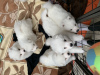 Additional photos: Samoyed puppies samojed male / female FCI