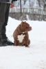 Photo №3. American bull puppy for sale. Belarus