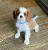 Photo №2 to announcement № 124062 for the sale of cavalier king charles spaniel - buy in Finland private announcement