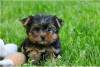 Photo №2 to announcement № 104856 for the sale of yorkshire terrier - buy in Australia private announcement