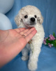 Photo №3. toy poodle puppies. Belarus