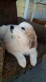 Photo №2 to announcement № 1802 for the sale of great pyrenees - buy in Russian Federation breeder