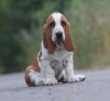 Photo №1. basset hound - for sale in the city of Myrnograd | 1183$ | Announcement № 13106