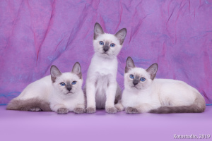 Photo №3. Thai kittens. Russian Federation