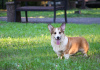 Additional photos: Lovely welsh corgi puppy - bobtail