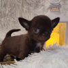 Photo №2 to announcement № 86751 for the sale of chihuahua - buy in United States private announcement