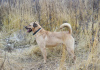 Photo №3. A dog with beautiful eyes is looking for the best owner.. Russian Federation
