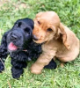 Photo №1. american cocker spaniel - for sale in the city of Sydney Olympic Park | negotiated | Announcement № 71698