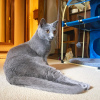 Photo №1. chartreux - for sale in the city of Paris | negotiated | Announcement № 123137