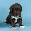 Photo №1. portuguese water dog - for sale in the city of Evora | negotiated | Announcement № 98480