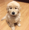 Photo №1. golden retriever - for sale in the city of Tallinn | negotiated | Announcement № 124962