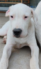 Additional photos: Dogo Argentino puppies