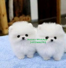 Photo №1. pomeranian - for sale in the city of Антверпен | 475$ | Announcement № 120676