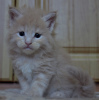 Photo №1. maine coon - for sale in the city of Sevastopol | 320$ | Announcement № 7822