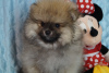 Photo №3. Spitz puppy boy. Russian Federation