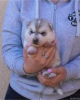 Additional photos: siberian husky puppies