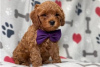 Photo №3. Beautiful Cavapoo Puppies For free adoption. Germany