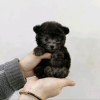 Photo №1. poodle (toy) - for sale in the city of Hegyeshalom | Is free | Announcement № 65051