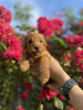 Photo №3. Miniature poodle puppies. Serbia