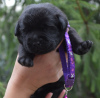 Additional photos: Labrador retriever puppies.