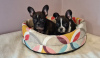 Photo №3. French Bulldog. Russian Federation