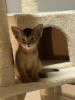 Photo №3. Abyssinian kittens are looking for new homes for adoption. Germany