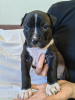 Photo №2 to announcement № 48979 for the sale of american staffordshire terrier - buy in Belarus from nursery