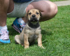 Photo №3. Boerboel (South African Mastiff) puppies. Serbia