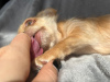 Photo №2 to announcement № 102491 for the sale of chihuahua - buy in United States private announcement